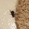 Why do i see more bugs after cleaning?